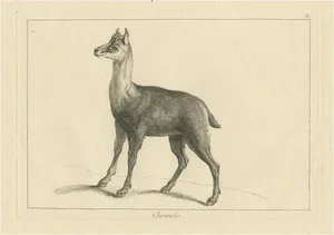After Oudry, Agile Chamois or Mountain Goat Antelope, 1740, Print