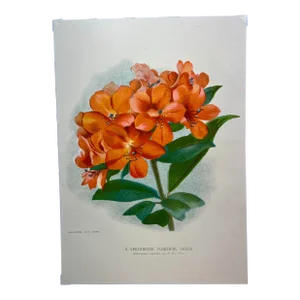 Antique Botanical Print From England Featuring an Orangish Red “Ne Plus Ultra” Rhododendron With Blueish Green Foliage - Circa 1893
