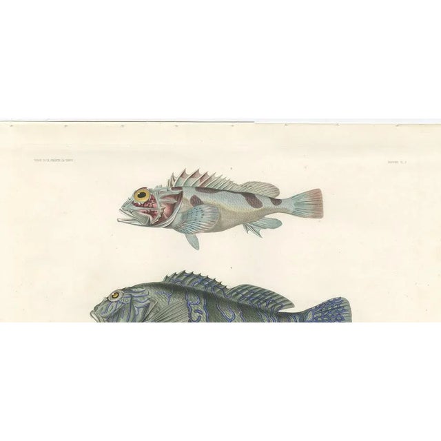 Museum-Quality Illustration of Pacific Fish, 1846, Paper For Sale - Image 3 of 12