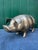 English Brass Piggy Bank, 1920s For Sale - Image 3 of 10