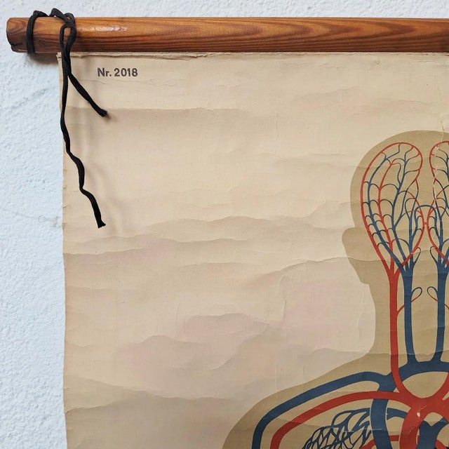 1930s Vintage School Chart, 1930s For Sale - Image 5 of 6