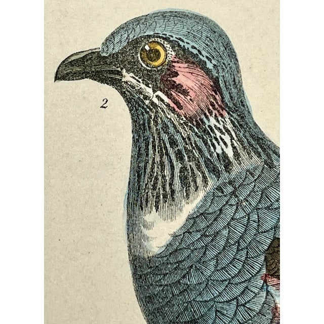 Antique Hand Colored Bird Print From England Showcasing a Pair of Large-Footed Partridges - Circa 1850 For Sale In Dallas - Image 6 of 10