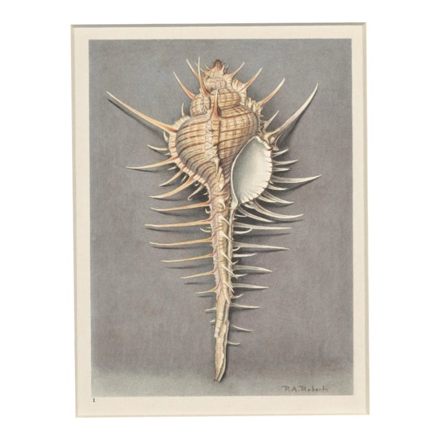 Matted VIntage 1935 French Seashell Lithograpg For Sale