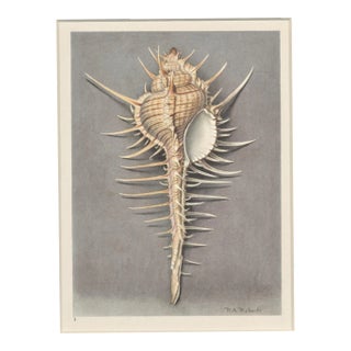 Matted VIntage 1935 French Seashell Lithograph For Sale