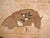 Antique Japanese Two-Panel Screen with Painting Collage, 1900 For Sale - Image 6 of 13