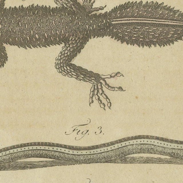 Paper Bertuch, Lizards and Newts, Eight Species, 1805, Print For Sale - Image 7 of 12