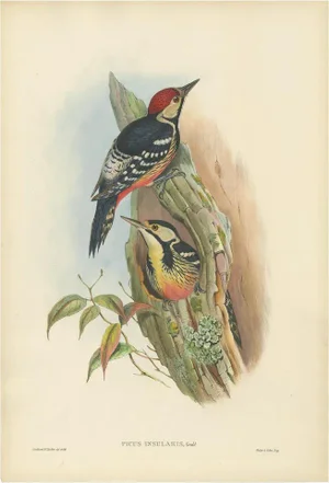 Gould, Bird Illustration of the Formosan Spotted Woodpecker, 1850, Lithograph