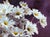 Joyful Daisies by Tracy Wall | Oil on canvas White daisies against a dark purple background For Sale