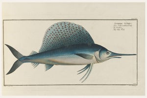 Atlantic Sailfish, Vintage Fish Art Print Reproduction, 24" X 16"