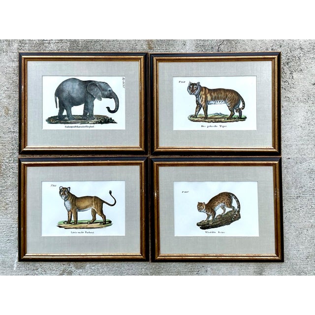 Victorian Vintage Framed Animal Illustrations - Set of 4 For Sale - Image 3 of 13