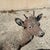 Vintage French Standing Deer Small 19" Cement Concrete Stone Garden Statue For Sale - Image 4 of 16