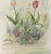 Realism Watercolor Painting - Delicate Tulips For Sale - Image 3 of 5