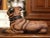 Brown Mid-Century French Terracotta Pug Dog Sculpture With Glass Eyes For Sale - Image 8 of 12