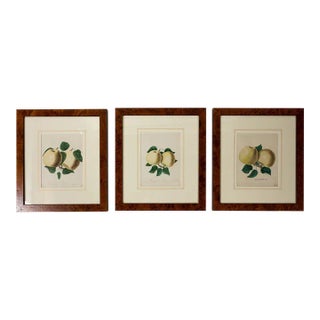 Set of 3 Framed Apple Study Lithographs, Early 20th Century. For Sale