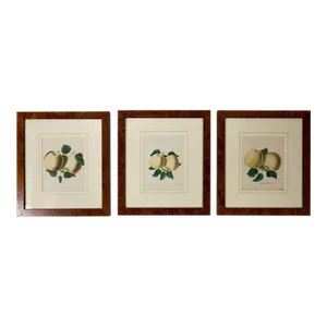 Set of 3 Framed Apple Study Lithographs, Early 20th Century.