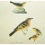 John James Audubon 1966 Vintage Farmhouse Cottage Print "Warblers" After John James Audubon For Sale - Image 4 of 7