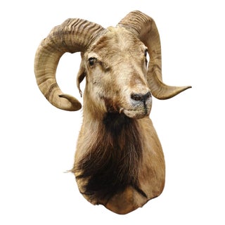 Vintage Corsican Ram Longhorn Goat Shoulder Mount Wall Taxidermy For Sale