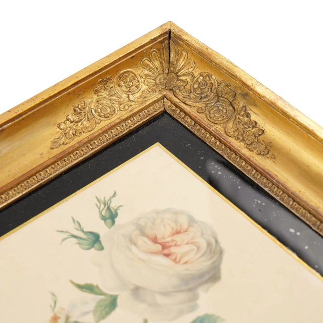 Pair of French Botanical Watercolors in Period Frames by Clotilde De Bost, C. 1815 For Sale In Chicago - Image 6 of 12