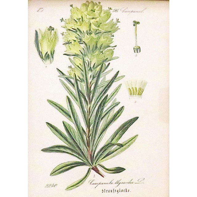 Set of 5 Antique Botanical Prints Framed Floral Flowers For Sale In Providence - Image 6 of 7