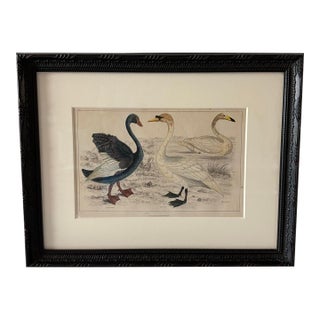 Framed Antique Colored Print From Oliver Goldsmith's "A History of the Earth and Animated Nature" For Sale