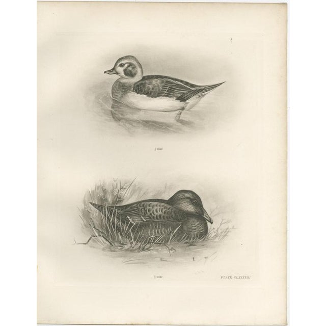 Lilian Marguerite Medland, Long-Tailed Duck, Two Figures, 1909, Print For Sale - Image 3 of 12