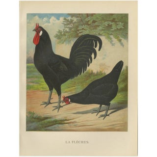 Christian Förster, The Distinctive La Flèche Chicken, 1888, Lithograph, Print For Sale