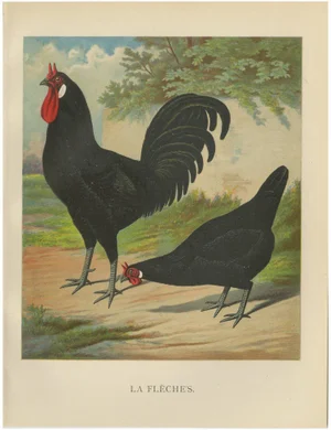 Christian Förster, The Distinctive La Flèche Chicken, 1888, Lithograph, Print