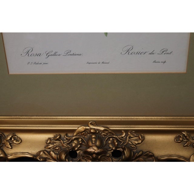Mid 20th Century Large Framed Pierre-Joseph Redouté "Rosa Gallica Pontiana" Botanical Reproduction Print For Sale - Image 4 of 6