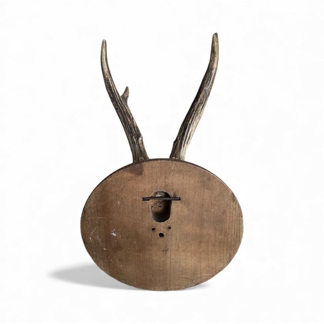 1960s Roe Deer Trophy 20 Black Forest Antlers For Sale - Image 5 of 5