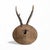 1960s Roe Deer Trophy 20 Black Forest Antlers For Sale - Image 5 of 5