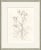 Contemporary Helebore Study III Framed Art Print by Susan Hable For Sale - Image 3 of 3