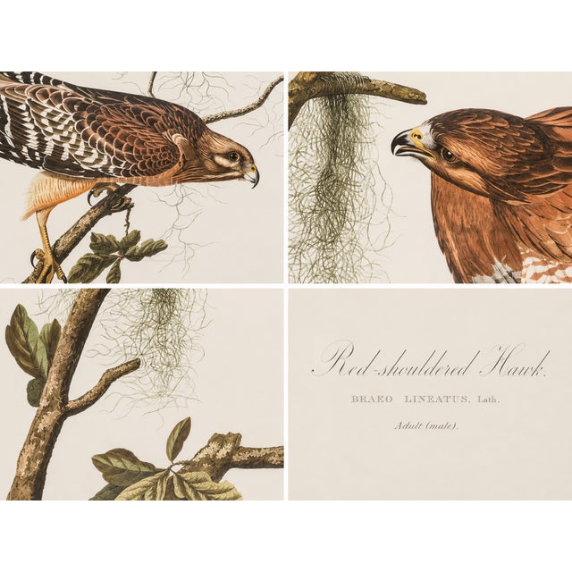 Illustration 1980s The Abbeville Press Edition of the Red-Shouldered Hawk (Plate 56) From the Birds of America by John James Audubon For Sale - Image 3 of 7