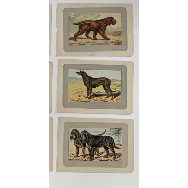 1907 French Photogravure Prints - Collection of Nine Various Dog Breeds #1 For Sale - Image 4 of 5