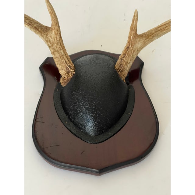 Beautiful pair of vintage deer antlers four points mounted on a board.