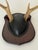 Beautiful pair of vintage deer antlers four points mounted on a board.