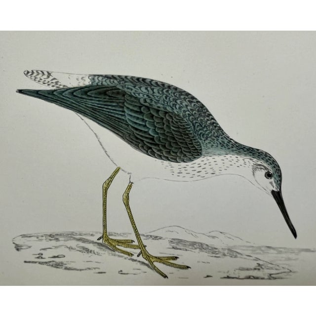 Illustration Antique Bird Print From England Showcasing a Yellow Shanks - Circa 1888 For Sale - Image 3 of 12