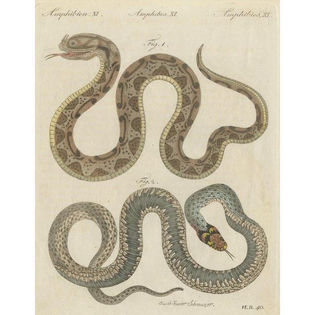 Bertuch, Two Snakes with Bold Head Markings, 1805, Print For Sale - Image 12 of 12