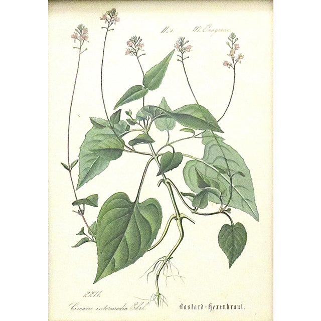 Set of 5 Antique Botanical Prints Framed Floral Flowers For Sale - Image 4 of 7