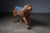 Behold this majestic antique carousel figure featuring a regal lion. Meticulously hand-carved from wood, this vintage...