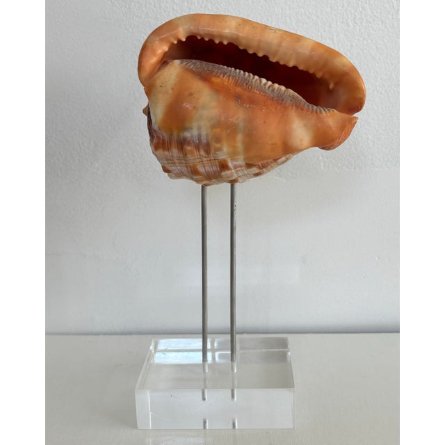 Bullmouth Conch Shell Specimen on Lucite For Sale - Image 6 of 6