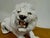 This striking ceramic sculpture depicts a majestic lion in a fierce, roaring pose. Crafted with meticulous attention to...