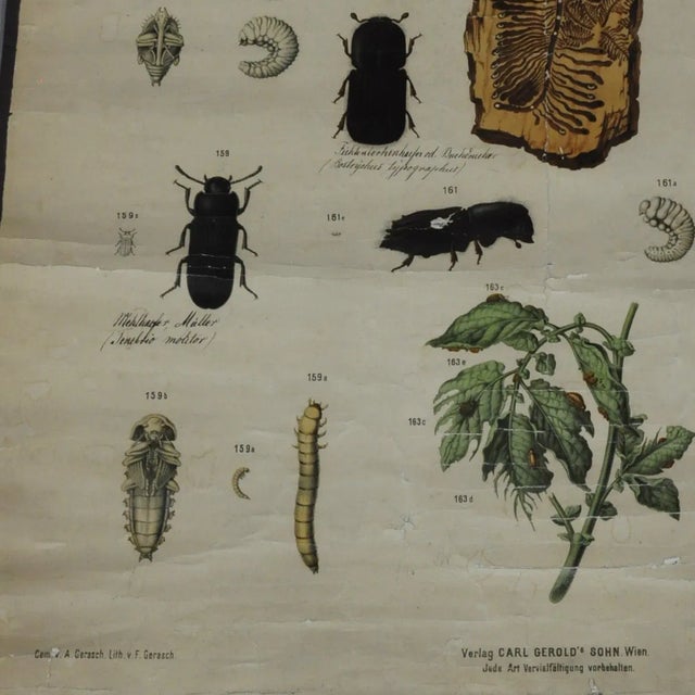 An old vintage-style wall chart poster print presenting many different kinds of beetles. It was published by the Verlag...