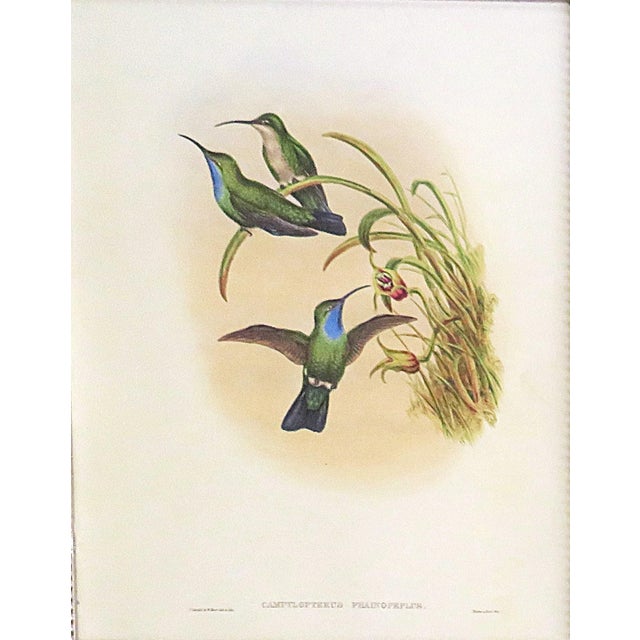 FREE SHIPPING ANYWHERE IN THE CONTINENTAL US! This is a set of John Gould Humming Bird full color lithographs. 1st edition...