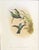 FREE SHIPPING ANYWHERE IN THE CONTINENTAL US! This is a set of John Gould Humming Bird full color lithographs. 1st edition...