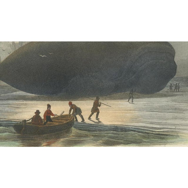 Mid 19th Century After Édouard Traviès, The Right Whale, 1840, Hand-Colored Engraving For Sale - Image 5 of 9