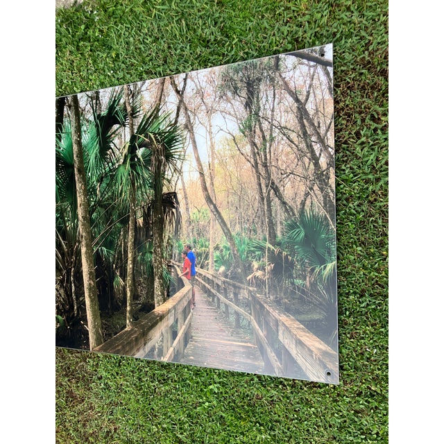Old Florida; Highlands Hammock State Park, Sebring Florida Photo Print. Cypress Swamp Boardwalk, Four by Three Feet in Plastic For Sale - Image 10 of 12