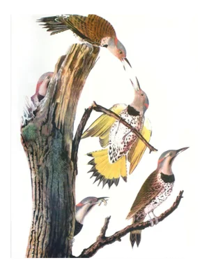 Audubon 4, Unframed Artwork