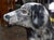 Antique French Carousel Dog, Circa 1890 For Sale - Image 4 of 18