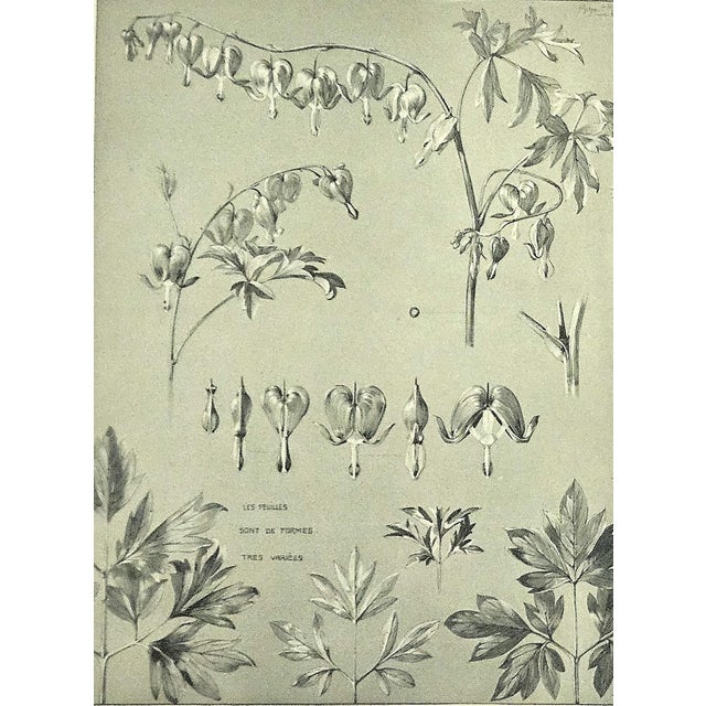 Greige 1902 Set of 2 French Antique Botanicals- Bleeding Heart,Bellflower, Documenation For Sale - Image 8 of 10