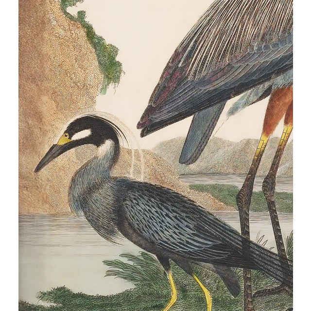 Not Yet Made - Made To Order Vintage 19th Century Bird Print, Great Heron and Seabirds – 32" X 40" For Sale - Image 5 of 5